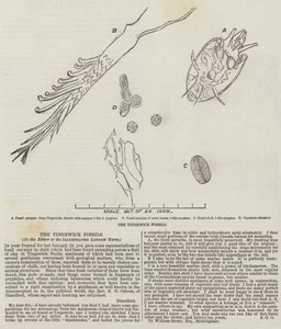 The Tingewick Fossils by English School